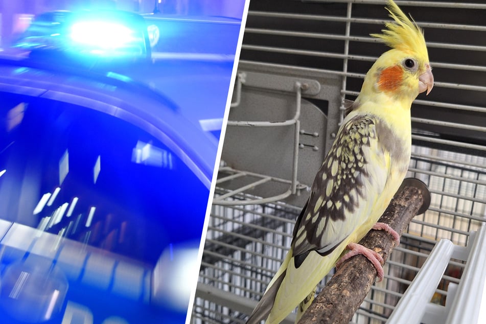 Der Nymphensittich wurde am Freitag in Bremerhaven-Geestemünde gefunden.