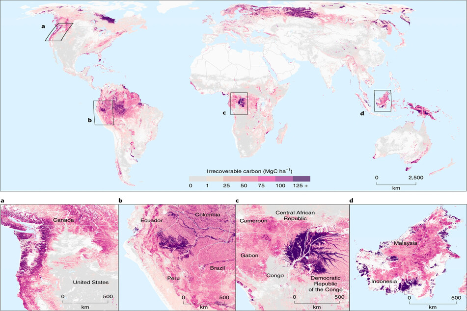The dark pink areas hold are the biggest irrecoverable carbon sinks.