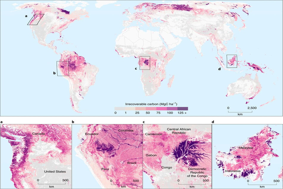 The dark pink areas hold are the biggest irrecoverable carbon sinks.