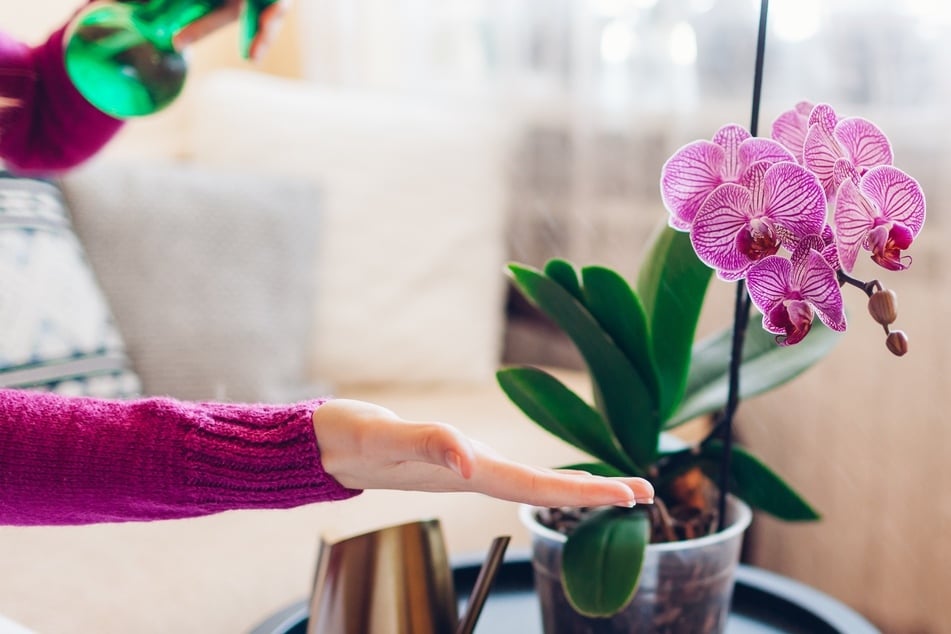 Richtige Orchideen-Pflege: So blüht und gedeiht sie auch im nächsten Jahr