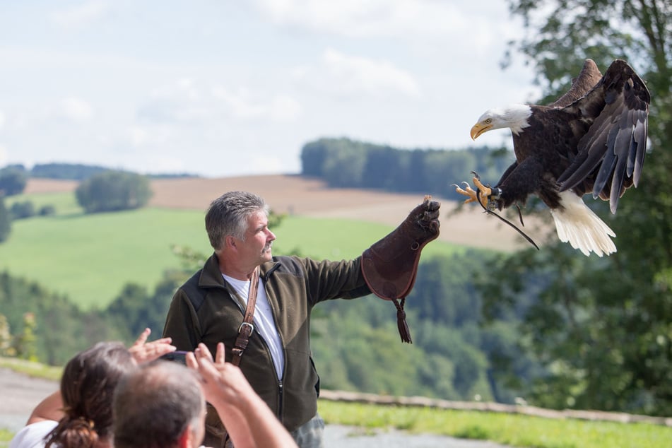 In Augustusburg könnt Ihr Euch von einer Flugvorführung faszinieren lassen.