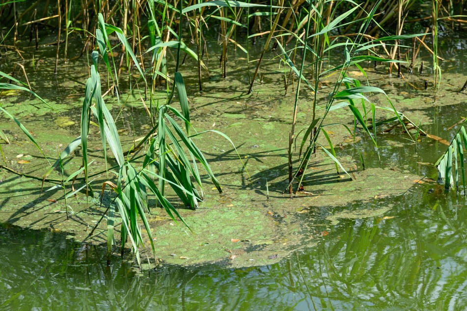 Von Blaualgen sollte man sich fern halten.
