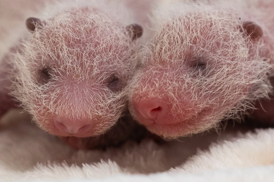 Berliner Zoo gibt Geschlecht seiner Panda-Babys bekannt!