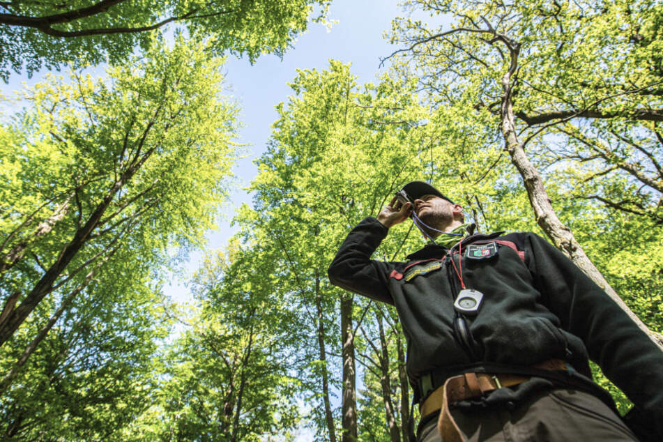 51 Baumarten wachsen in NRW. Die prägenden Bäume bei der Inventur 2014 waren Fichte (30 Prozent), Buche (19 Prozent), Eiche (17 Prozent) und die Kiefer (8 Prozent).