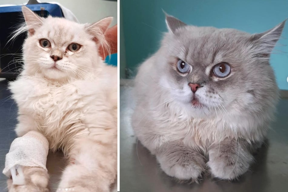 Caídas por la ventana, atropelladas por un coche: Gatos heridos temen por su futuro