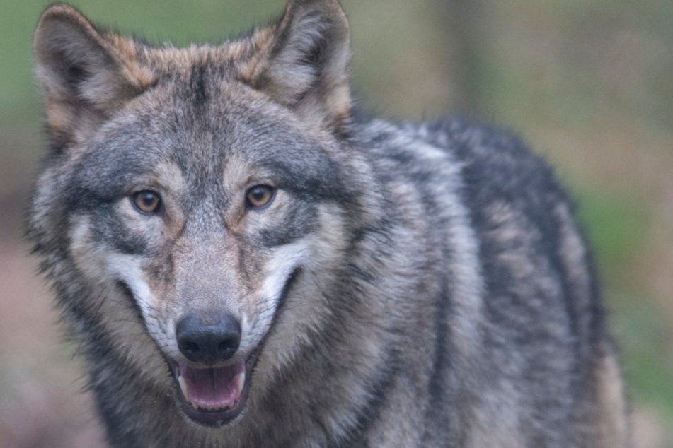 Ein neuer Wolf treibt im Norden sein Unwesen. (Archivbild)