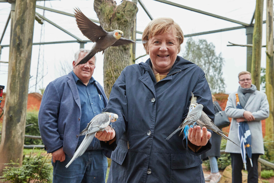 Angela Merkel (67, CDU) füttert Nymphen- und Wellensittiche im Vogelpark Marlow. Im Hintergrund steht Christian Ehlers (l., CDU), Direktkandidat für den Landtag Mecklenburg-Vorpommern.