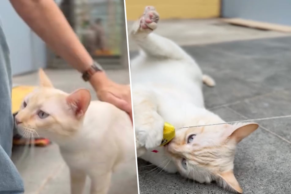 Das Tierheim Köln Dellbrück sucht bisher vergeblich nach einem Besitzer für den Kater.
