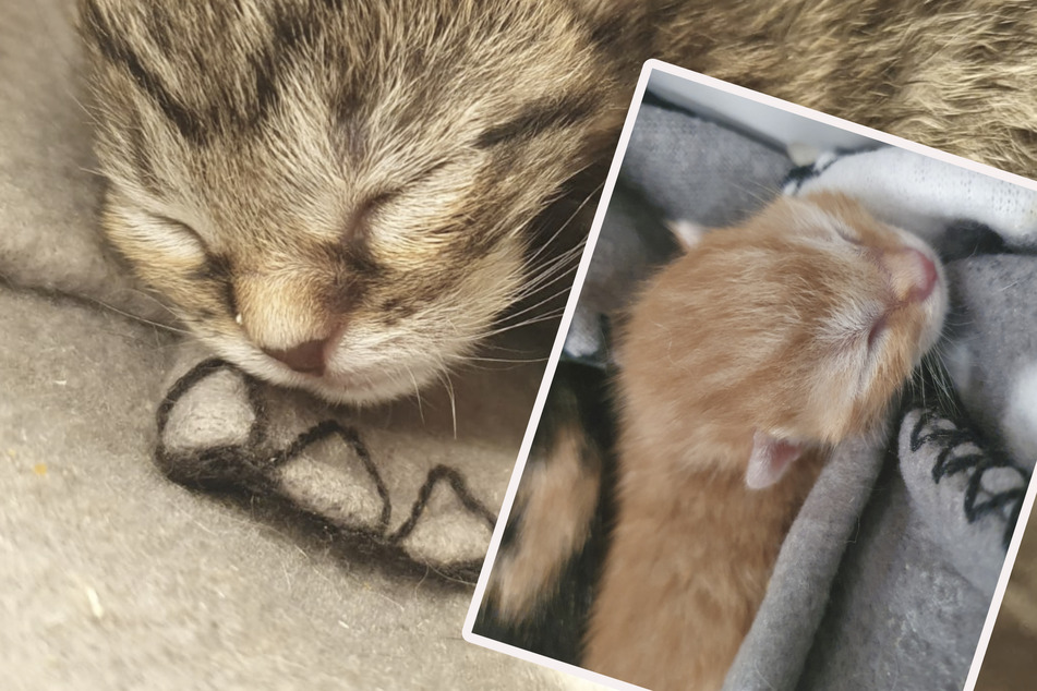 Hungrige Katzenkinder: Tierschutz braucht Unterstützung bei Milch-Nachschub