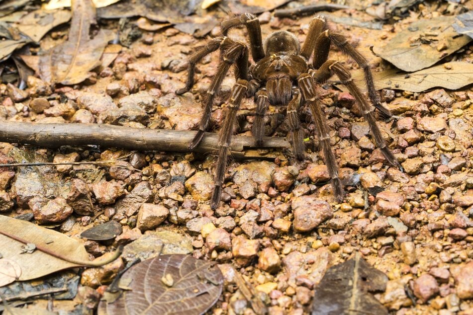 The Goliath birdeater spider is considered the largest known spider in the world.