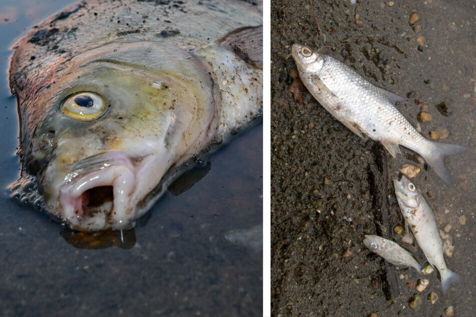 Fischsterben in der Oder: Mehr als 280 illegale Abflüsse in Polen entdeckt