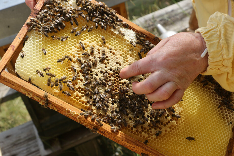 In der sogenannten Frühtracht hat jedes Bienenvolk in NRW im Schnitt 22 Kilogramm Honig produziert.