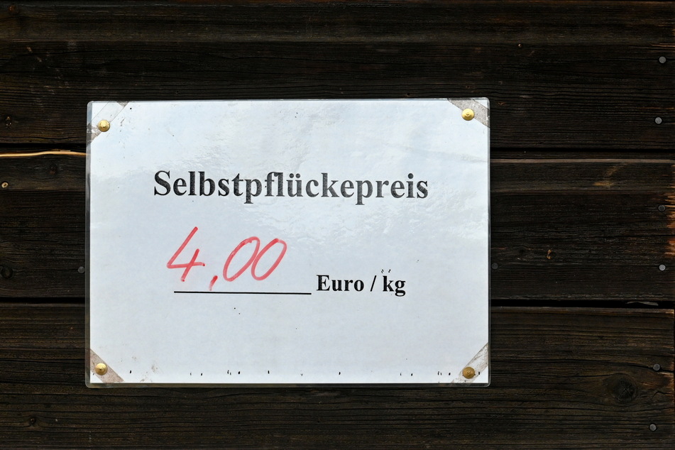 Im Handel kostete das Kilo Erdbeeren dieses Jahr etwa das Doppelte oder mehr.
