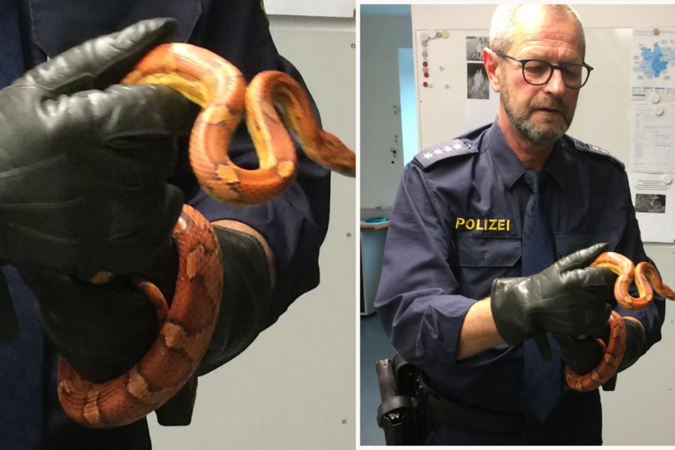 Weil kein Spezialist zur Hand gewesen war, musste ein Polizist mit einem Karton und einem Lederhandschuh ausrücken.
