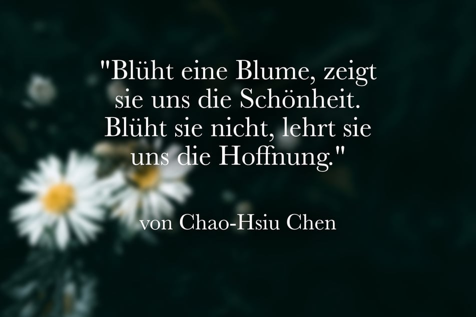 Chao-Hsiu Chen meinte: "Blüht eine Blume, zeigt sie uns die Schönheit. Blüht sie nicht, lehrt sie uns die Hoffnung."