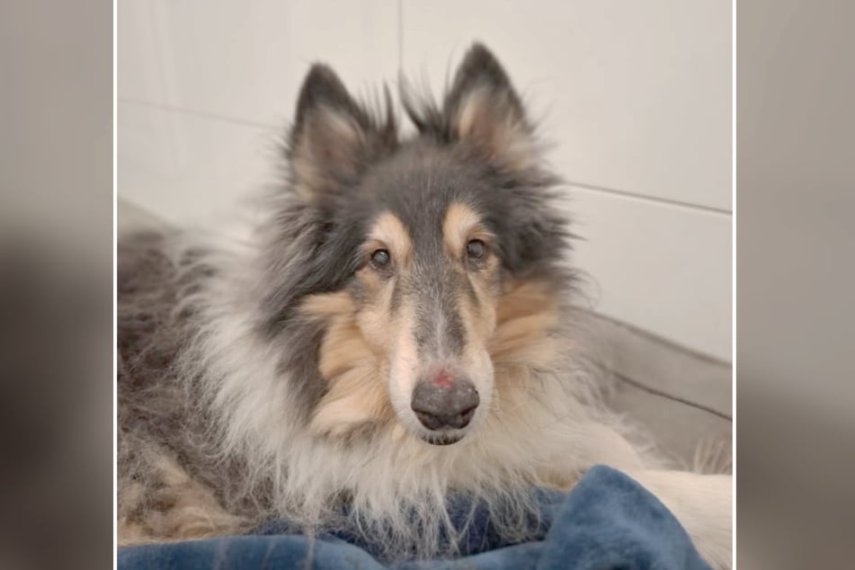 Vierbeiner Frankie steckt inzwischen im Tierheim Bergheim. Kennt ihn jemand?