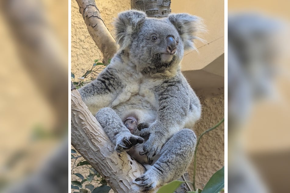 Na, erkennt Ihr das kleine Koala-Baby?