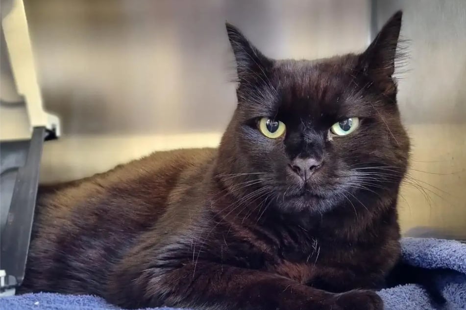 Gato mimoso entregado al refugio: ¿Quién le dará a Gizmo un nuevo hogar?