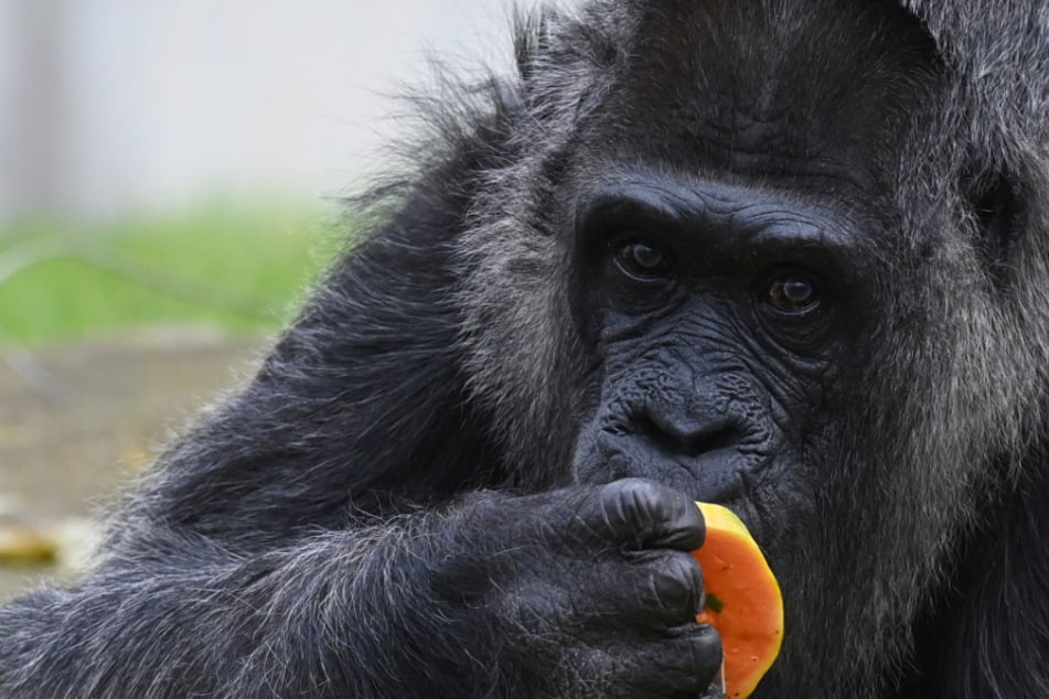 Gorilla zum Tausch von trinkfestem Matrosen angeboten: Nun feiert er Geburtstag