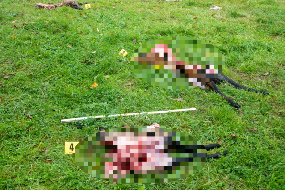 Die Kadaver liegen verteilt auf der Wiese. Fünf Lämmer und ein Altschaf starben bei dem Wolfsangriff.