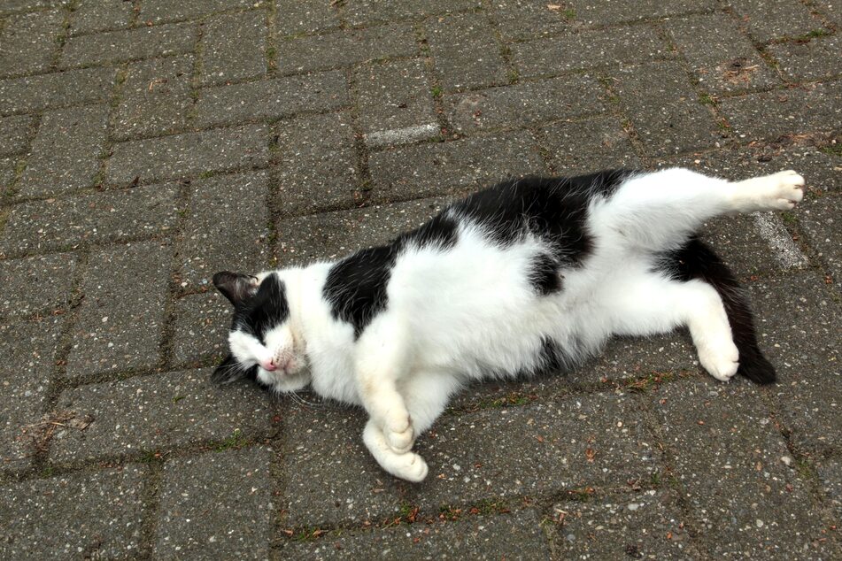 Eine Katze wurde im erzgebirgischen Pockau-Lengefeld offenbar mit einer Luftdruckwaffe beschossen. Sie musste notoperiert werden (Symbolbild).
