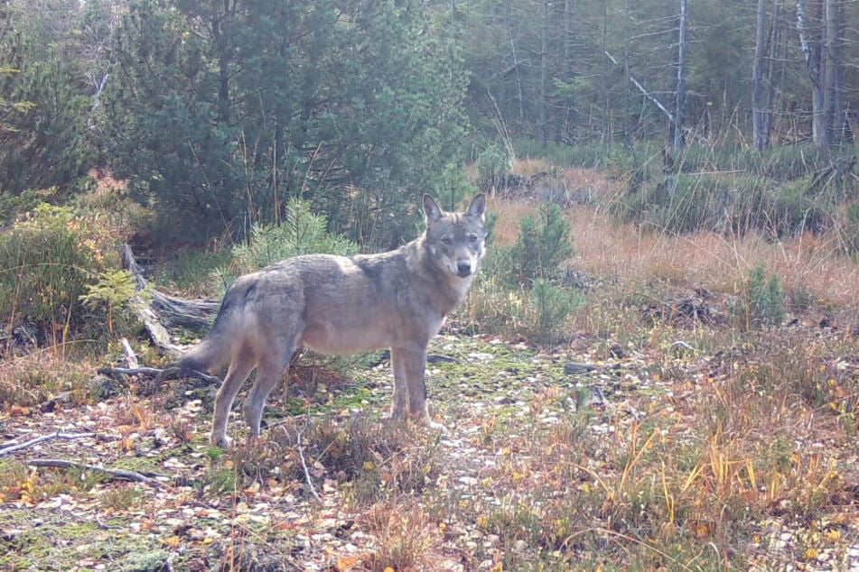 Der "kleine Italiener". Der Wolfsrüde ist aus dem Alpenraum ins Erzgebirge eingewandert.