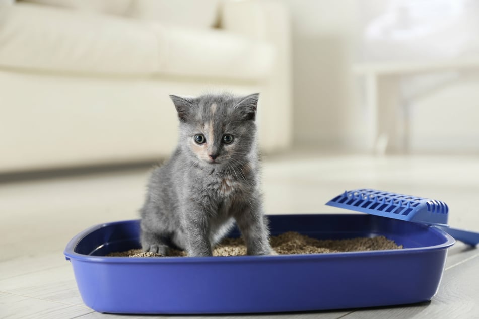 Katzenwelpen lernen die Benutzung einer Katzentoilette meist sehr schnell.