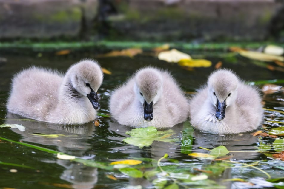 Die im September geschlüpften Küken erkunden ihre Anlage in der Mitte des Kölner Zoos mit vollem Eifer.