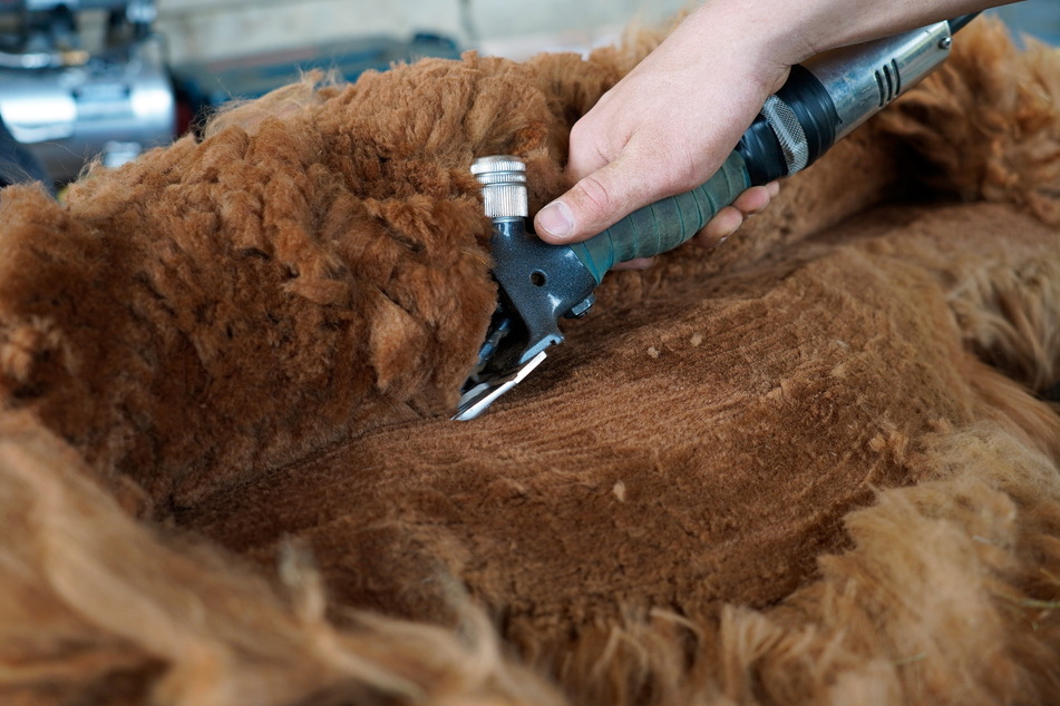Die Wolle der Alpakas gilt als beste Naturfaser und ist für Allergiker geeignet.