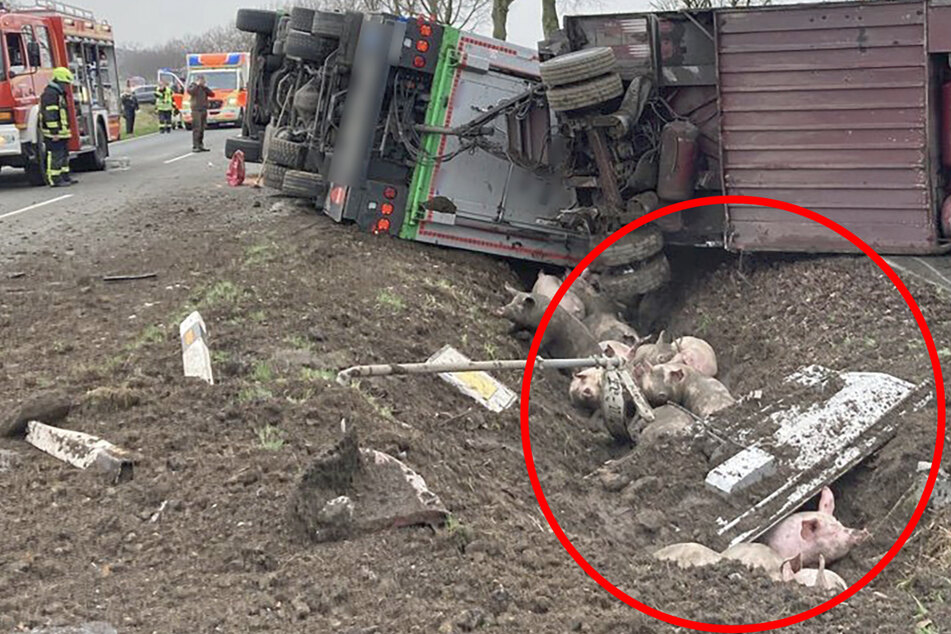 Tiertransporter kippt in den Graben: "Schweine laufen frei auf der Fahrbahn"