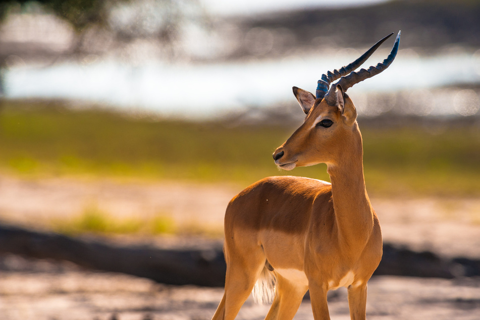 Antilope "Lief" erstickte im "Brights Zoo" an einem Plastikdeckel von einem Besucher. (Symbolbild)