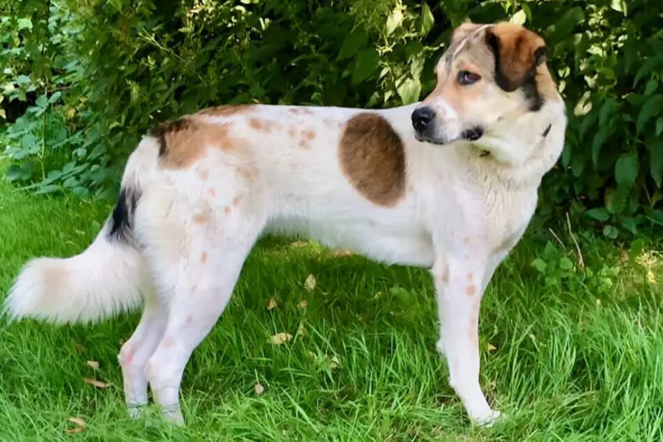 Mischlingshündin Esma aus dem Hamburger Tierheim ist seit Jahren auf der Suche nach einem liebevollen Zuhause.