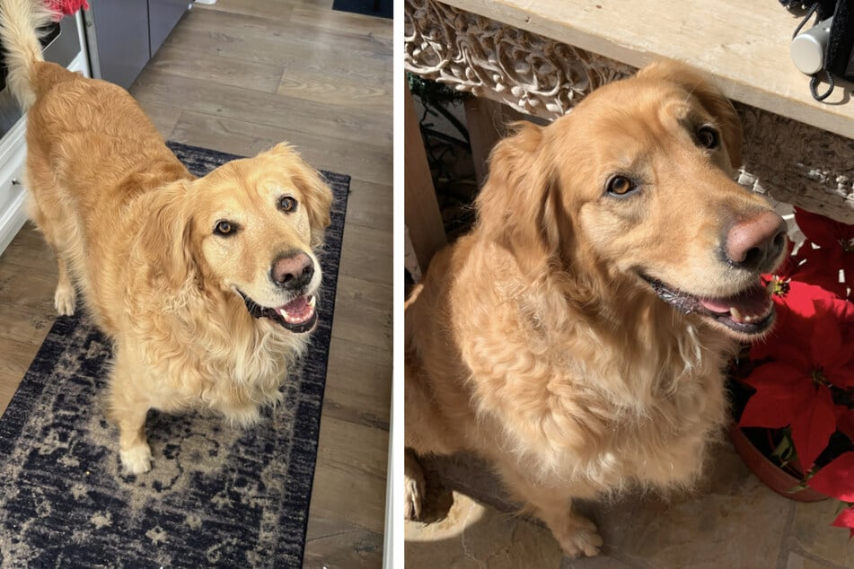 Golden Retriever "Gus" verstarb vor sechs Monaten.