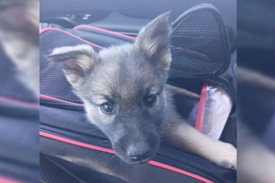 This puppy named Sitka got his owner in trouble for whining and needing pets.