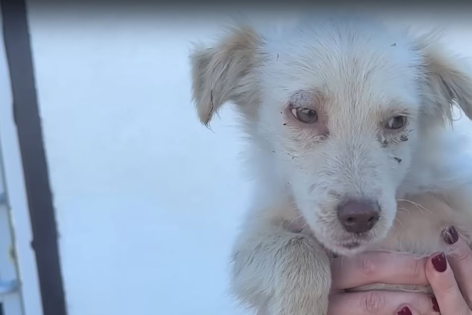 Hund sucht verzweifelt nach Futter: Der Grund, warum ihm niemand hilft, ist nachvollziehbar