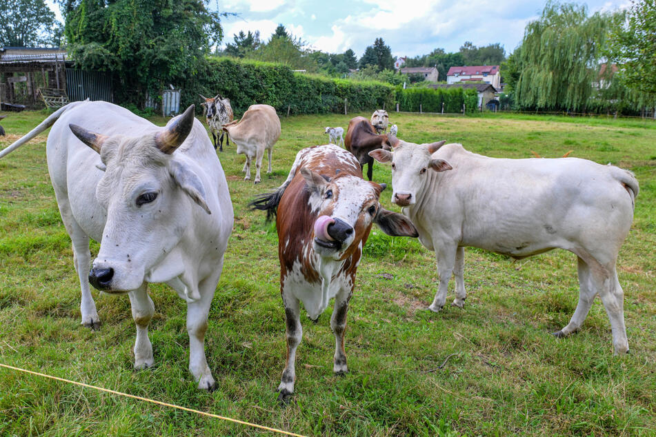 Die ursprünglich in Südasien beheimateten Zebus grasen friedlich auf der Ranch von Opa Hans.