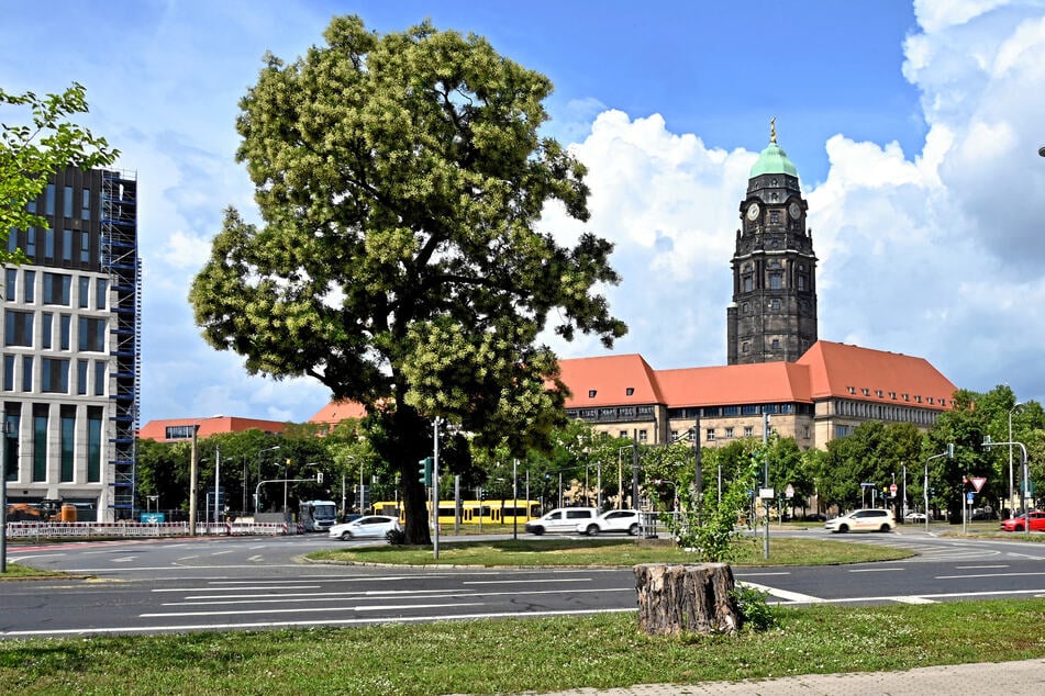 Dresden: Grüße aus Japan: Am Wiener Platz blüht es wie in Fernost!