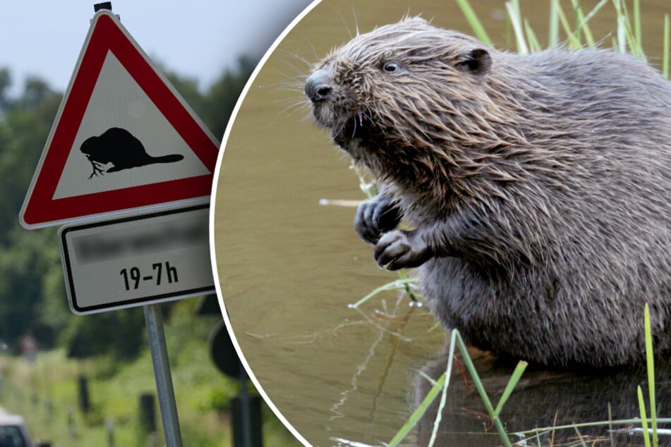 Erstes Warnschild errichtet: Immer mehr Biber in NRW heimisch