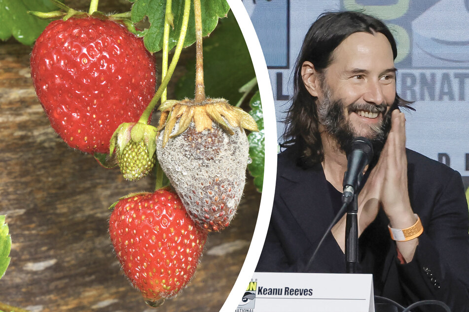 Ein Mittel gegen die Grauschimmelfäule wurde nach dem Hollywoodschauspieler Keanu Reeves (58) benannt.