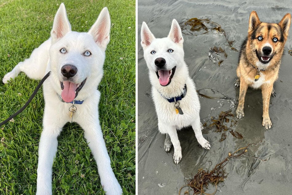 Luca (l.) and Mackey are brother pups who love to howl together!