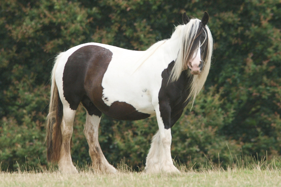 Betty ist ein sogenanntes Cob-Pony, eine in Großbritannien sehr beliebte Pferdeart. (Symbolbild)