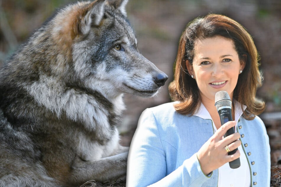 Agrarministerin Michaela Kaniber (43) stellt sich beim Thema "Wolf" auf die Seite der Bauern.