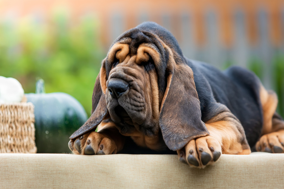 Bloodhounds might have a scary name, but they're actually quite docile.