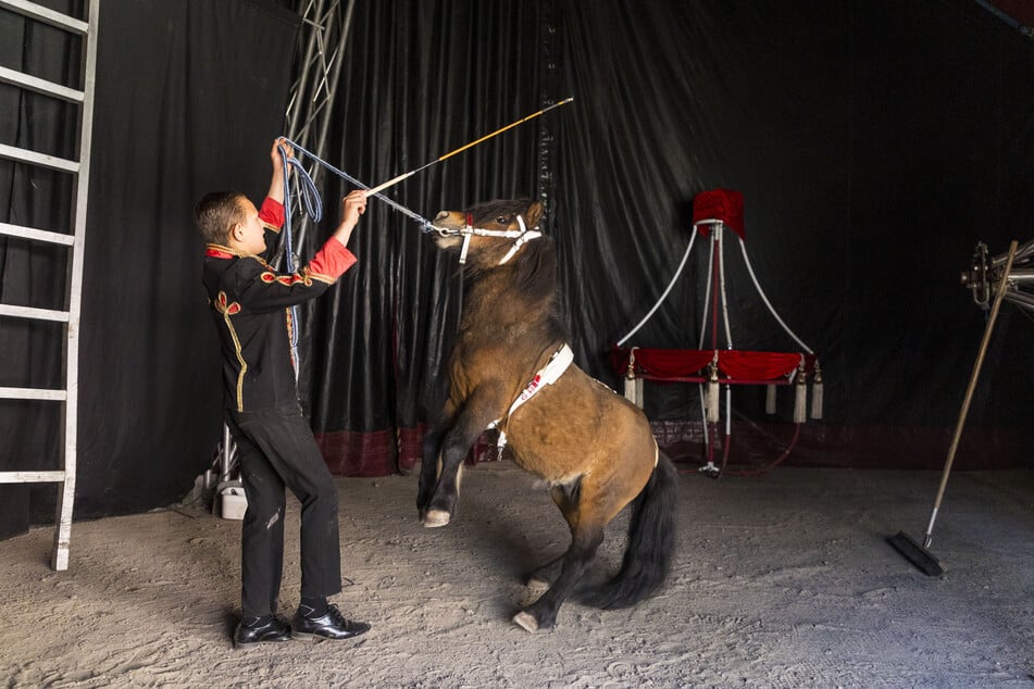 Der Nachwuchsdresseur Giordano (10) übt schon einmal fleißig mit seinen Ponys.