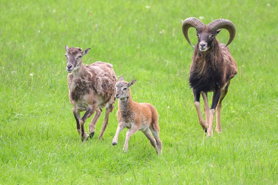 Die Muffelwild-Population im Saale-Orla-Kreis ist zu hoch. (Symbolfoto)