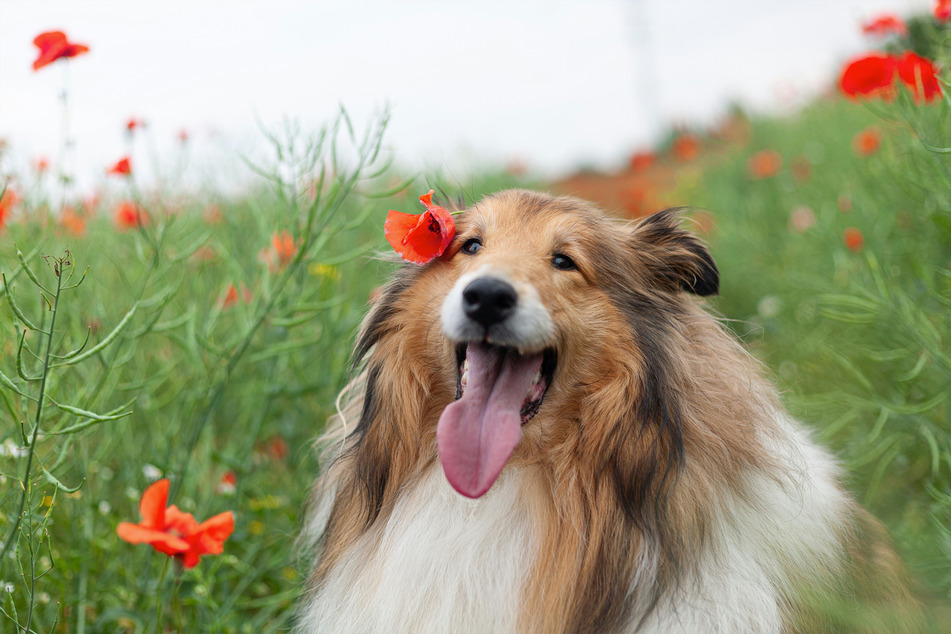 Collies come in all sorts of different colors, but their blonde coats are particularly impressive.