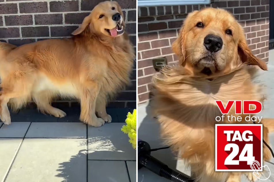 Tucker the Golden Retriever spends his day the way he pleases in today's viral video of the day.