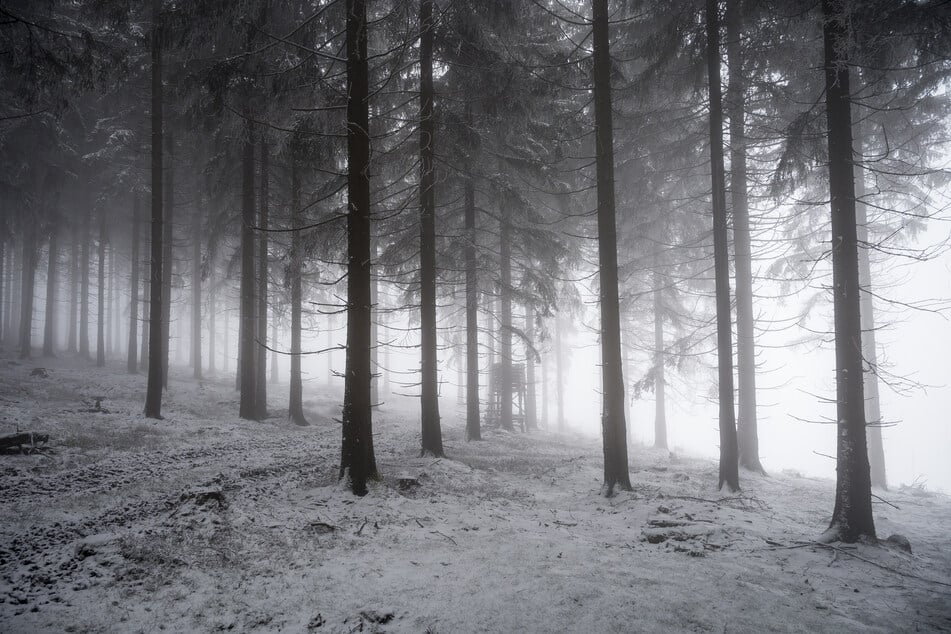 Thüringens Wälder sind in Gefahr: Nur 18 Prozent der Bäume noch gesund!