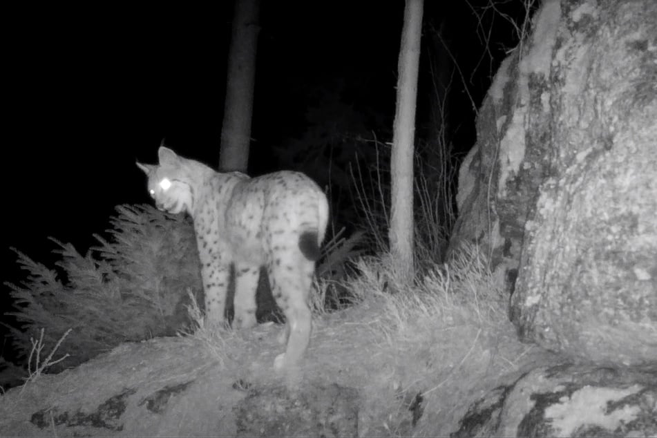"Bardi" kommt aus Böhmen und ist inzwischen im Erzgebirge mehrfach in Fotofallen getappt.