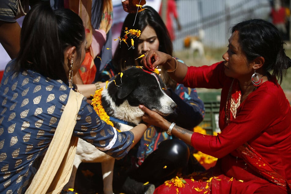 Women decorate injured and rescued dogs with garlands.